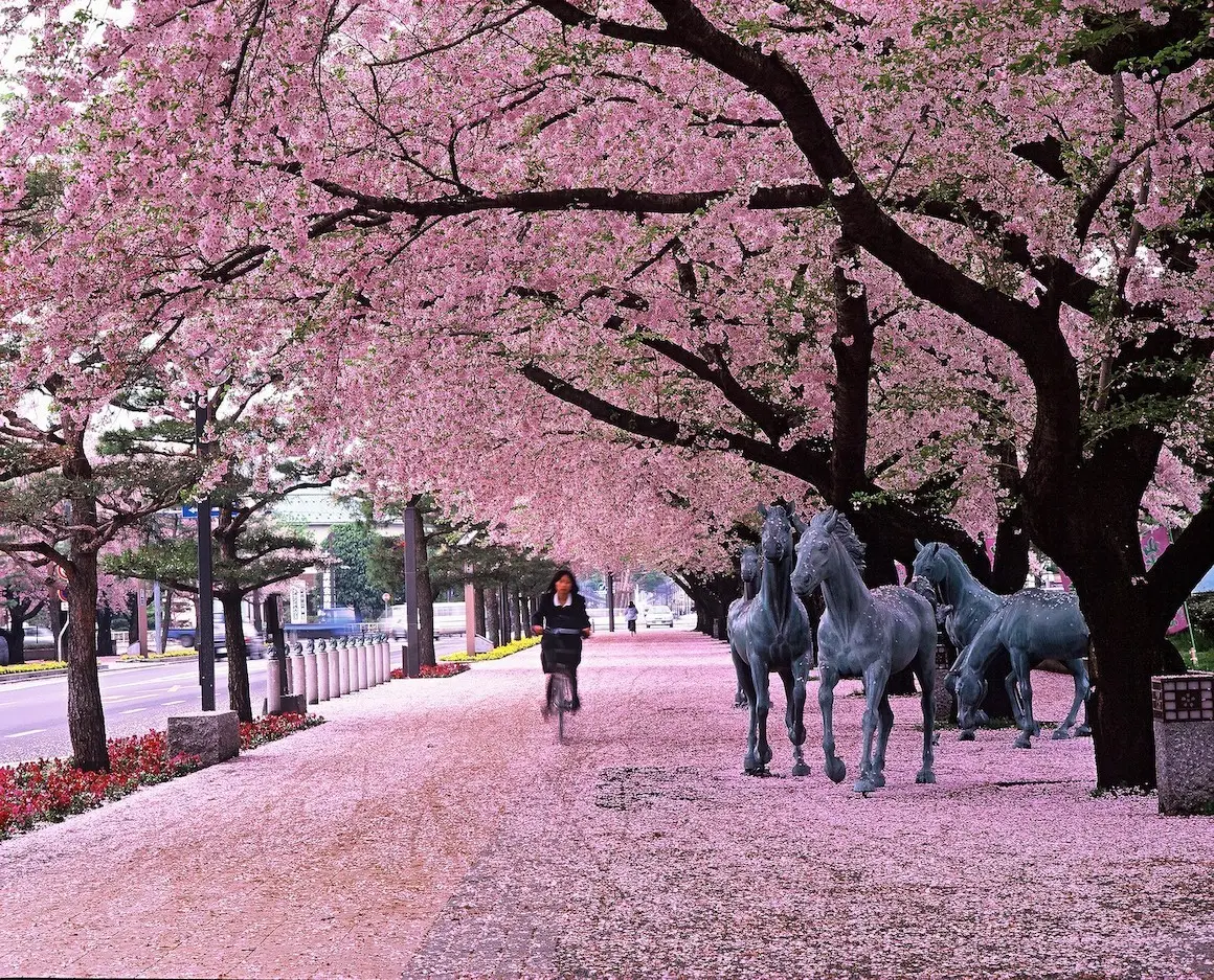 Towada City Government Office Street (Koma-kaido) / TOWADA CITY