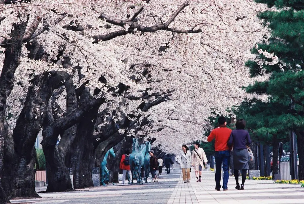十和田市官庁街通り(駒街道)/ 青森県十和田市 2