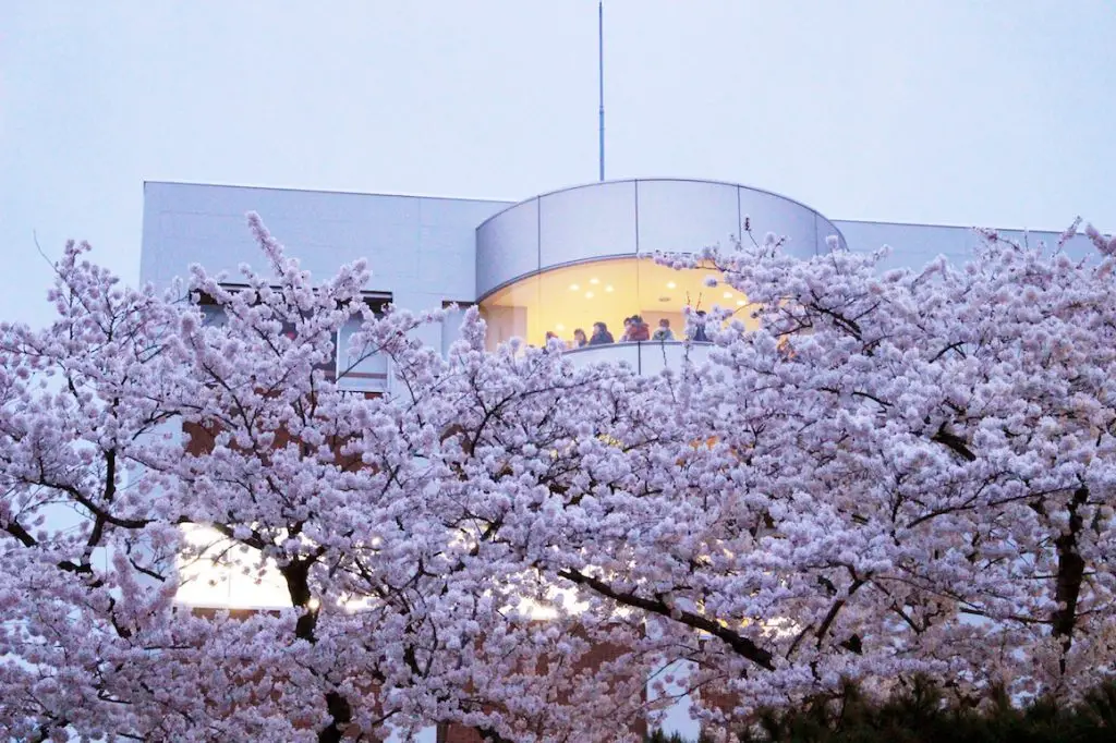 十和田市官庁街通り(駒街道)/ 青森県十和田市 6