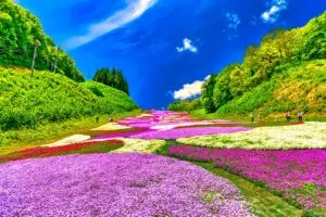 奥入瀬渓流スキー場_芝桜