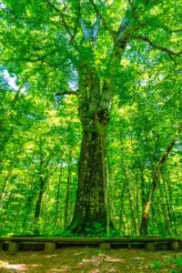 ニドムカムイ(森の神)