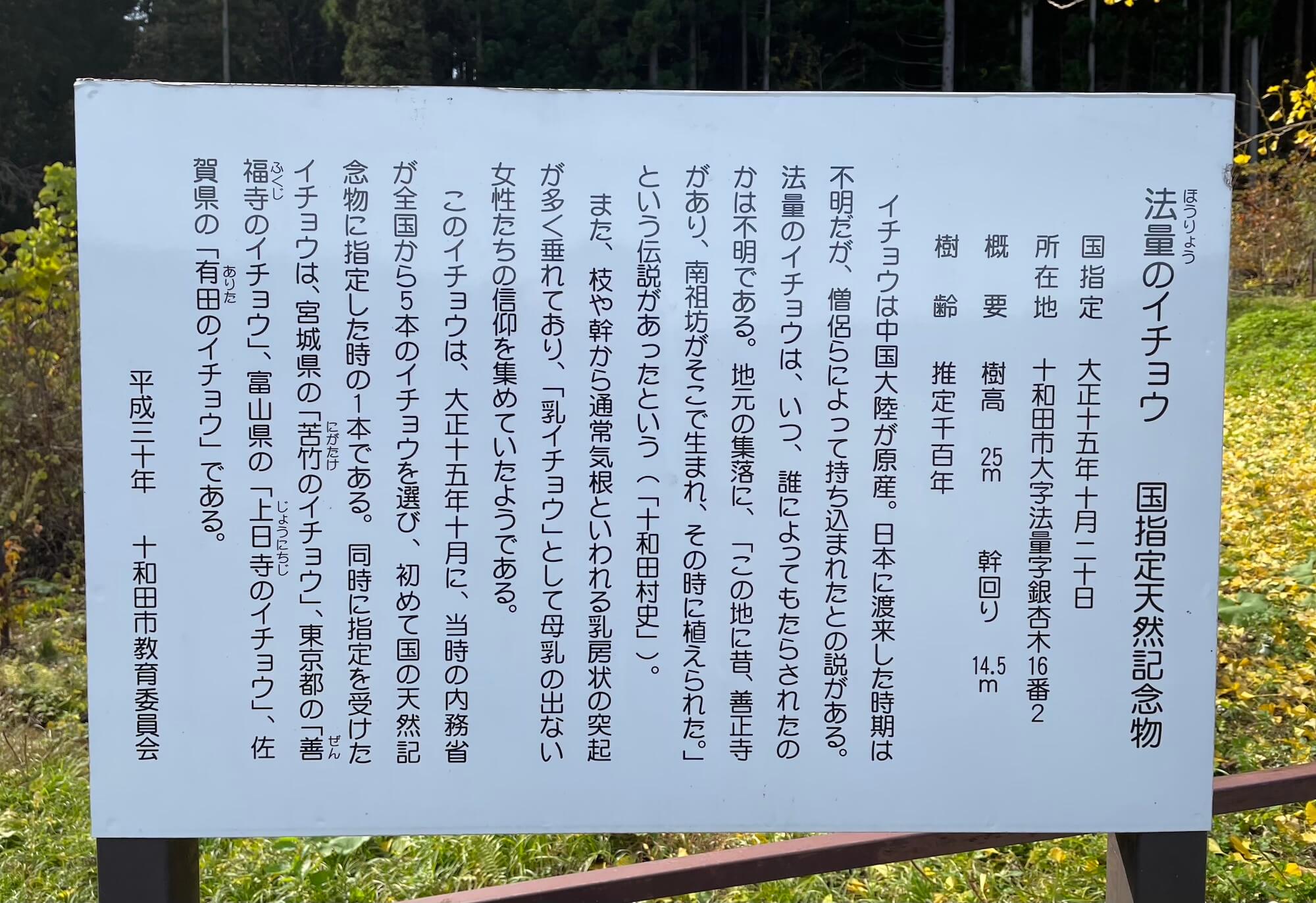 法量のイチョウ 国指定天然記念物 青森県十和田市から情報発信 とわこみゅ