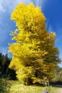 法量のイチョウ