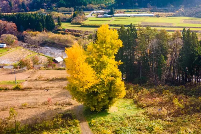 法量のイチョウ