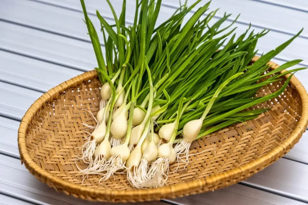 特定非営利活動法人 農楽郷ここ・からだ 芽にんにく