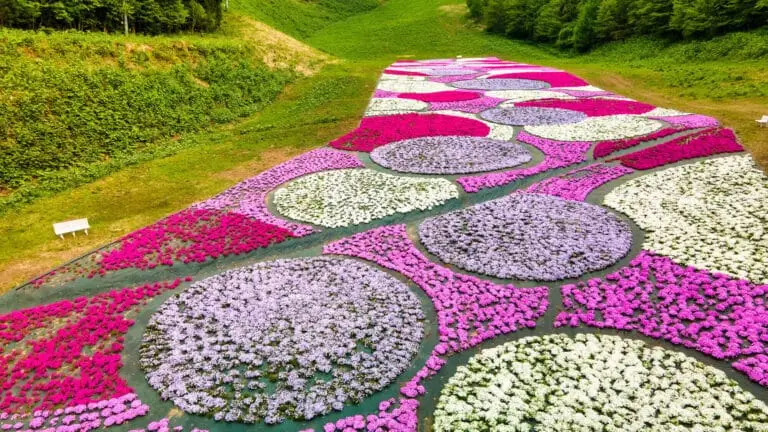 奥入瀬渓流温泉スキー場の芝桜