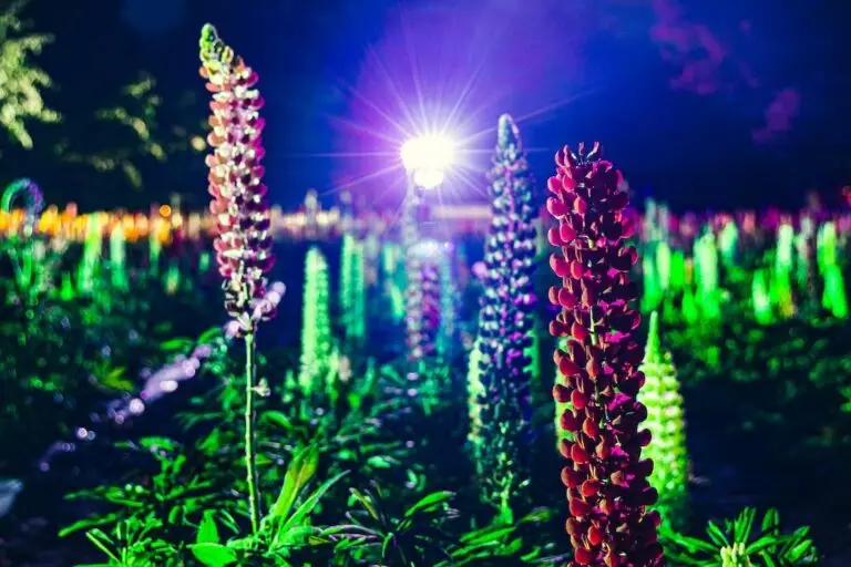 手作り村鯉艸郷_ライトイベント光と花
