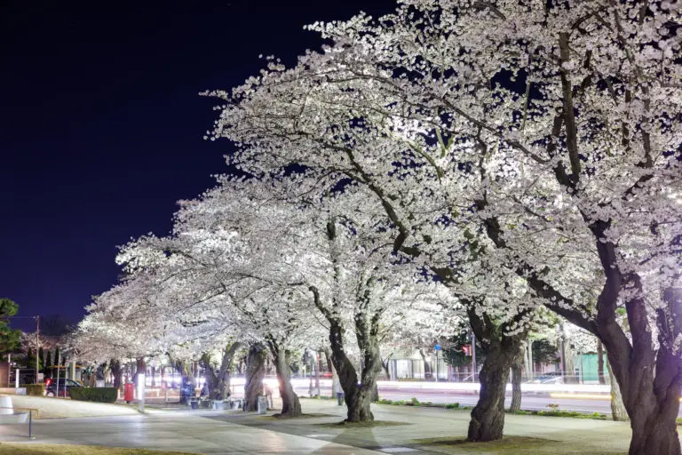 夜桜 十和田市役所3階展望ロビー