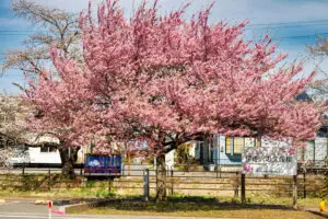 伊佐沢の久保楼