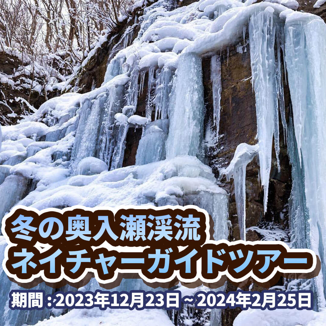 冬の奥入瀬渓流 ネイチャーガイドツアー2023 | 青森県十和田市