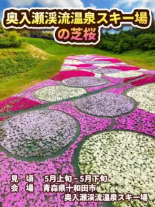 奥入瀬渓流温泉スキー場の芝桜 | 青森県十和田市
