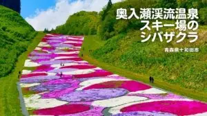 奥入瀬渓流温泉スキー場のシバザクラ | 青森県十和田市