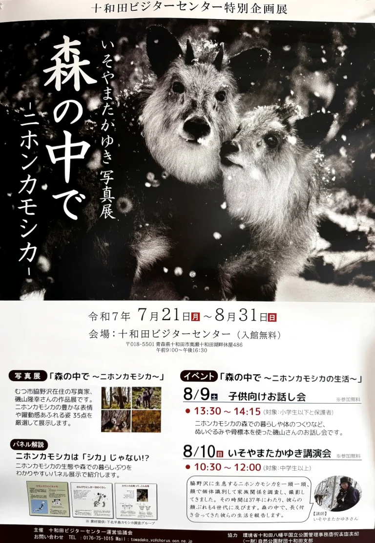 いそやまたかゆき写真展「森の中で -ニホンカモシカ-」｜十和田ビジターセンターで開催 | 青森県十和田市