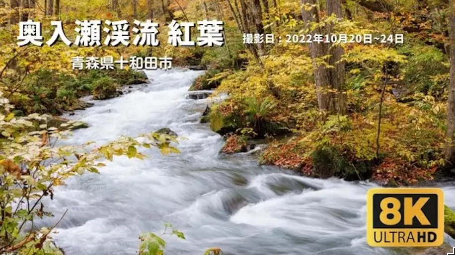 奥入瀬渓流 - 紅葉・黄葉