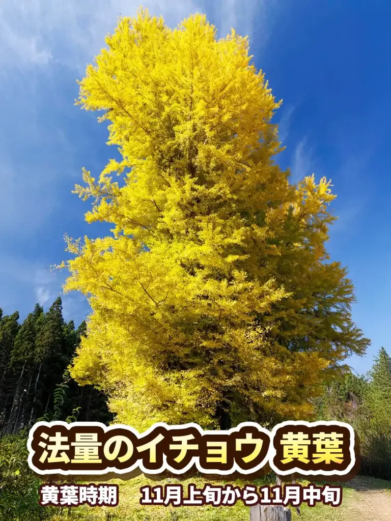 法量のイチョウ – 黄葉 – 国指定天然記念物 _ 青森県十和田市