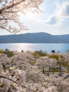 十和田湖休屋駐車場周辺に咲く満開の桜と湖畔の風景