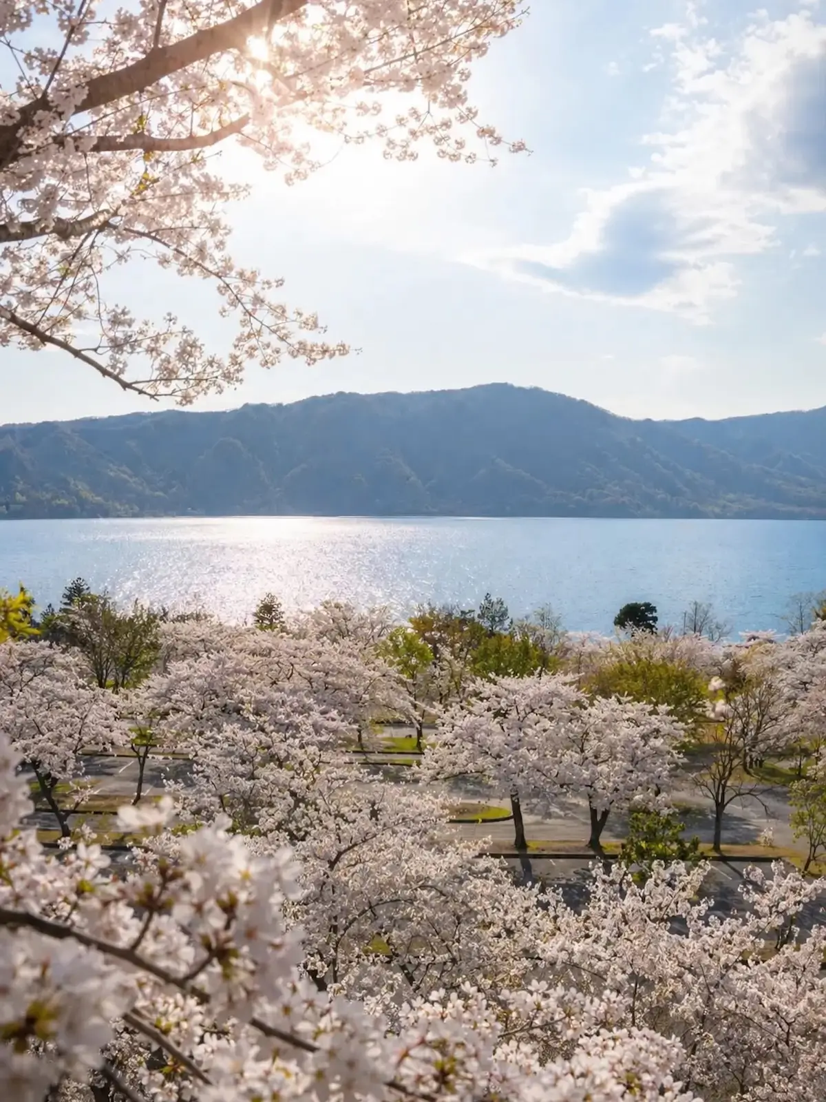 十和田湖休屋駐車場周辺に咲く満開の桜と湖畔の風景