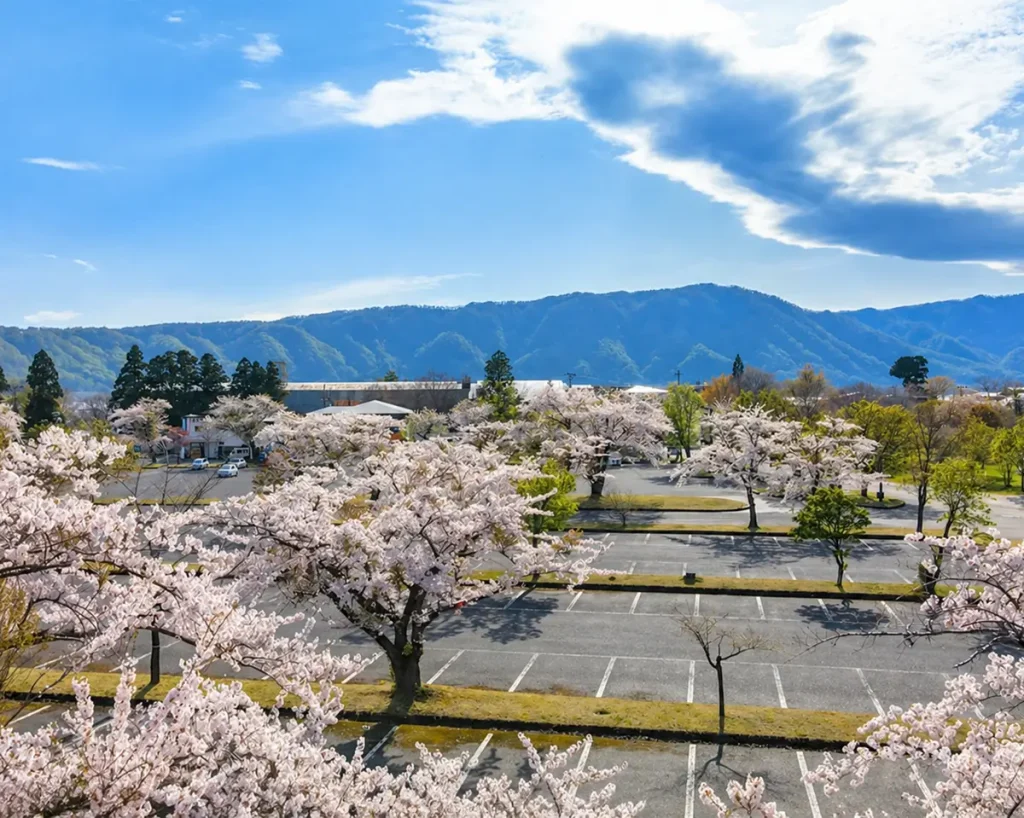 十和田湖の桜｜市街地より遅れて楽しめる春の絶景スポット