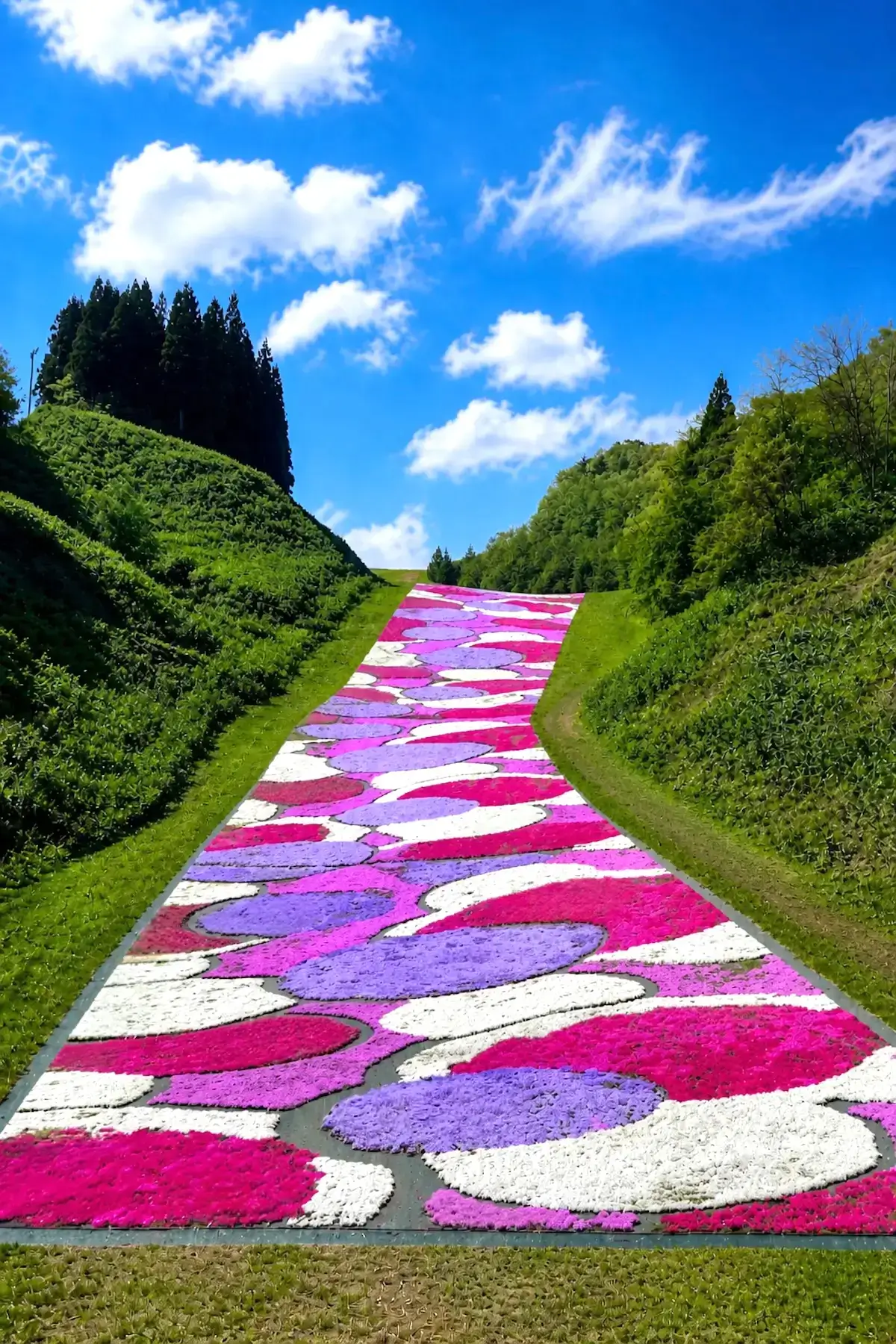 奥入瀬渓流温泉スキー場の芝桜