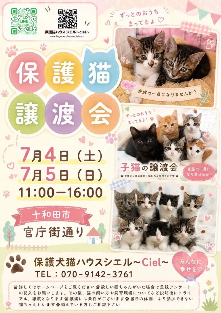 保護猫譲渡会 青森県十和田市で開催されるシエルの子猫譲渡会告知画像