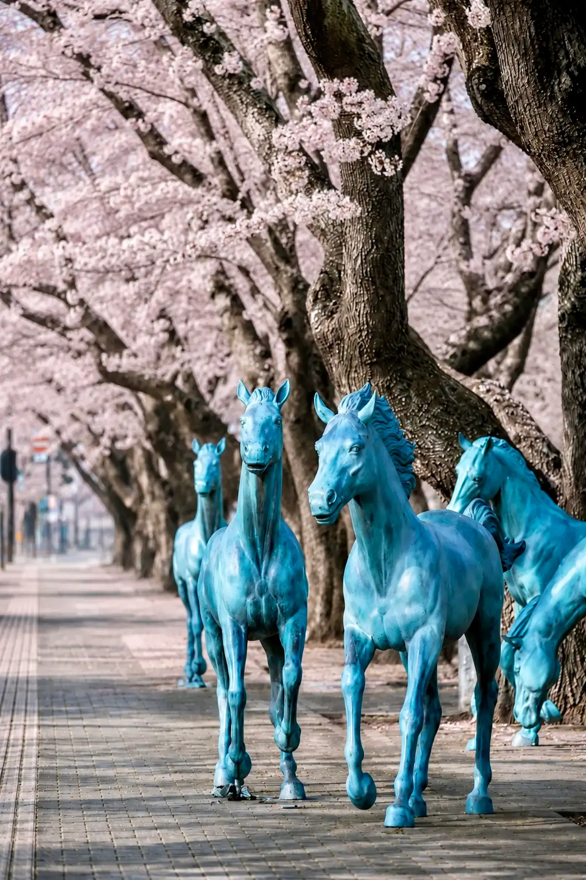 桜並木の十和田市官庁街通りに並ぶ馬のオブジェ