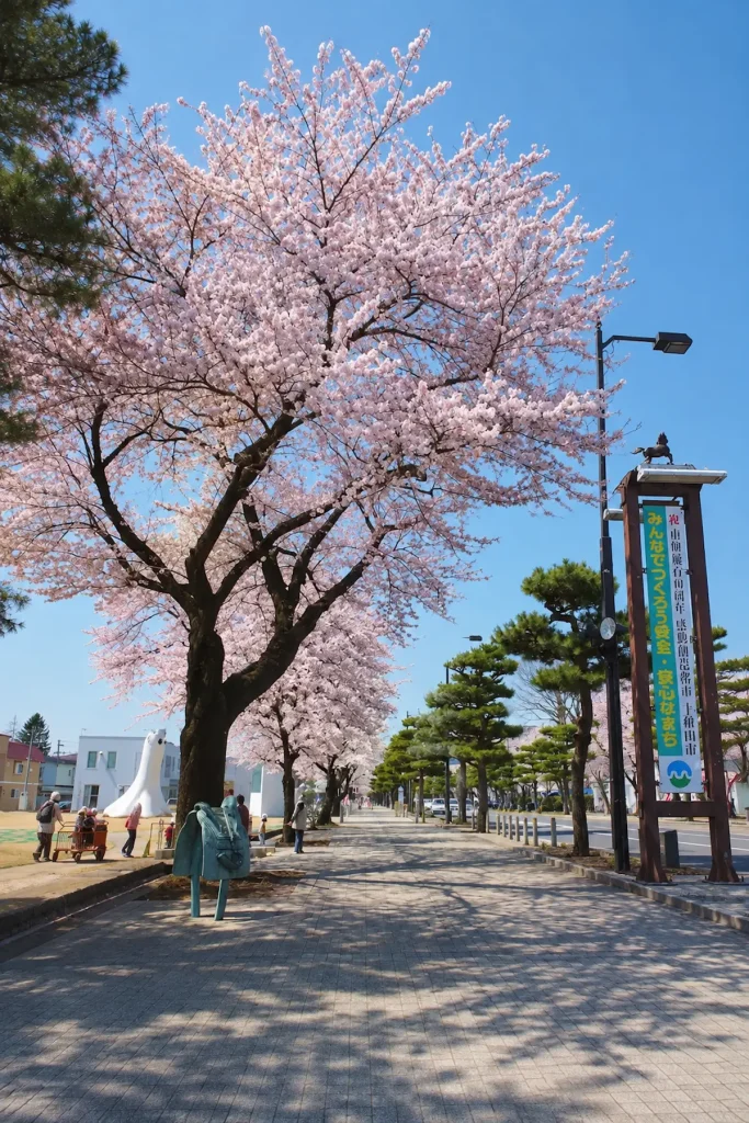 満開の桜が咲く十和田市官庁街通り（駒街道）
