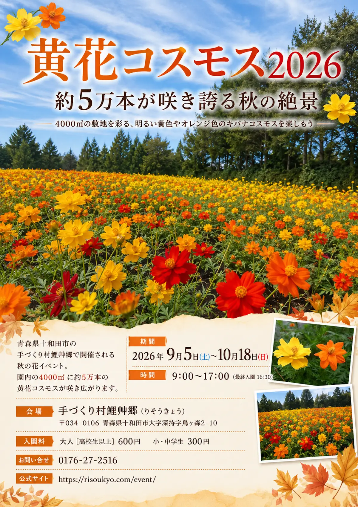 黄花コスモス2026 青森県十和田市の花畑イベント